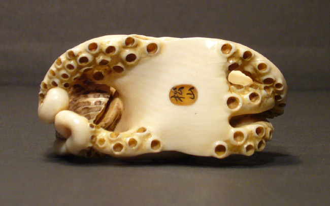 Octopus_7